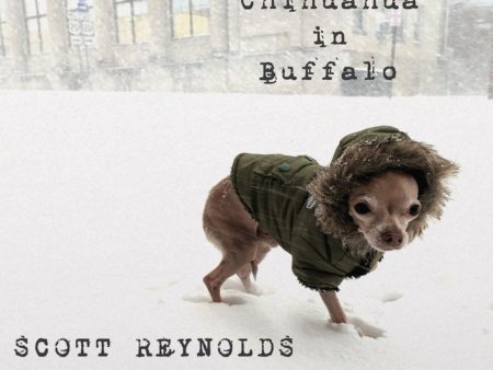 Scott Reynolds - Chihuahua In Buffalo (Coloured) Fashion