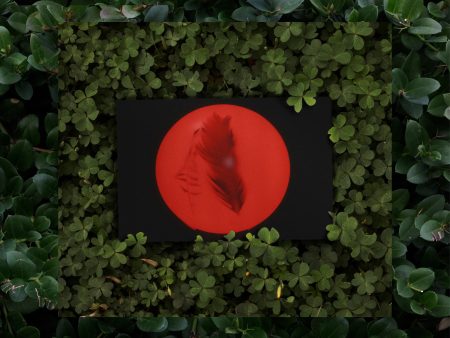 Moses Sumney - Live From Blackalachia (2LP)(Red) on Sale